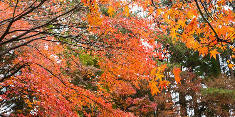 台中天氣——秋季（9月，10月，11月）