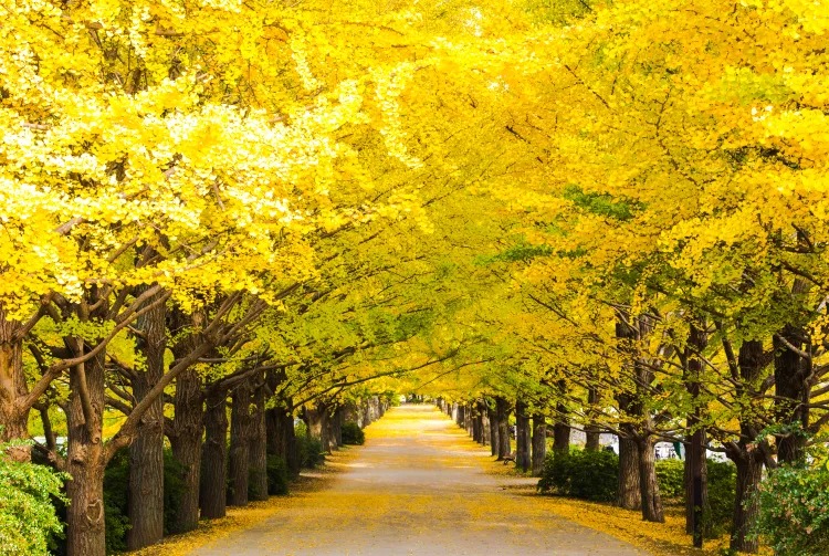 東京天氣——秋季（9月，10月，11月）