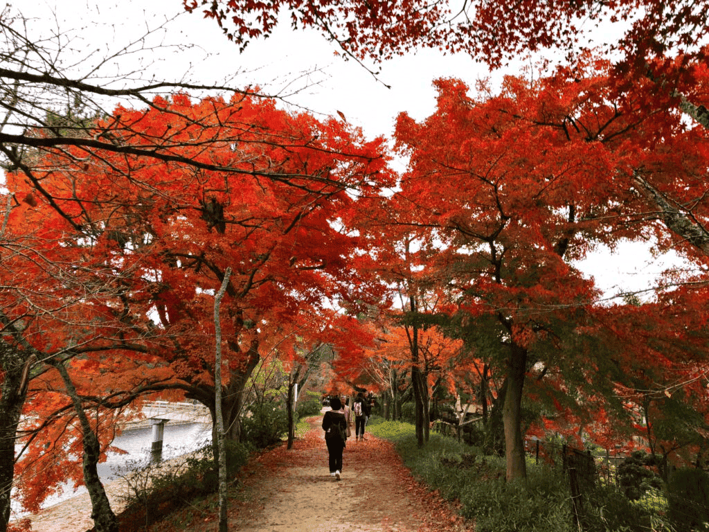 京都天氣——秋季（9月，10月，11月）